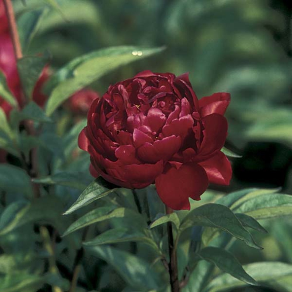 Pivoine de chine 'peter brand' pot de 3l/4l