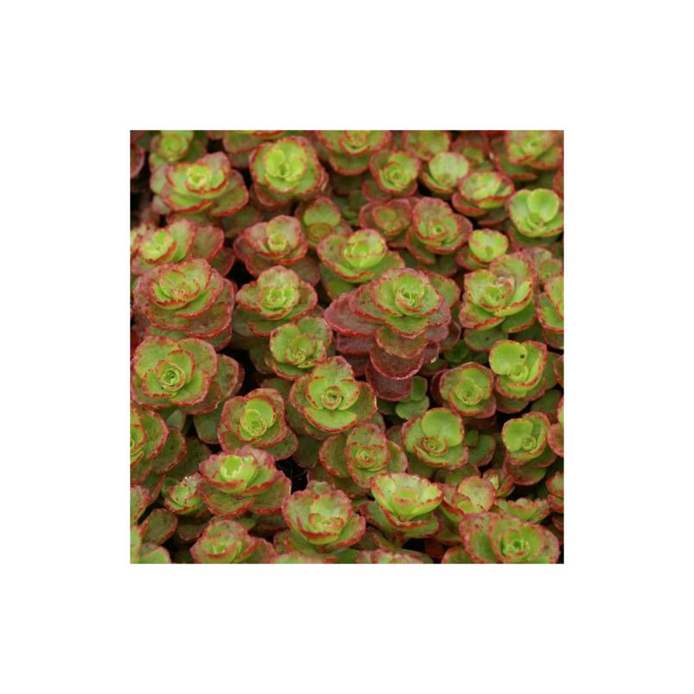 Orpin schorbuser blüt, sedum lot de 9 godets