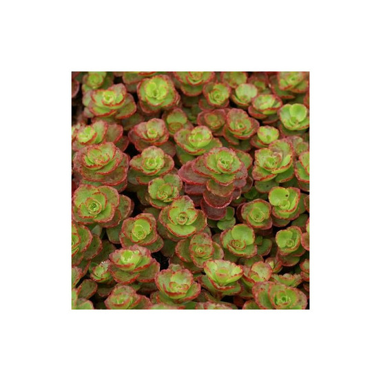 Orpin schorbuser blüt, sedum lot de 9 godets