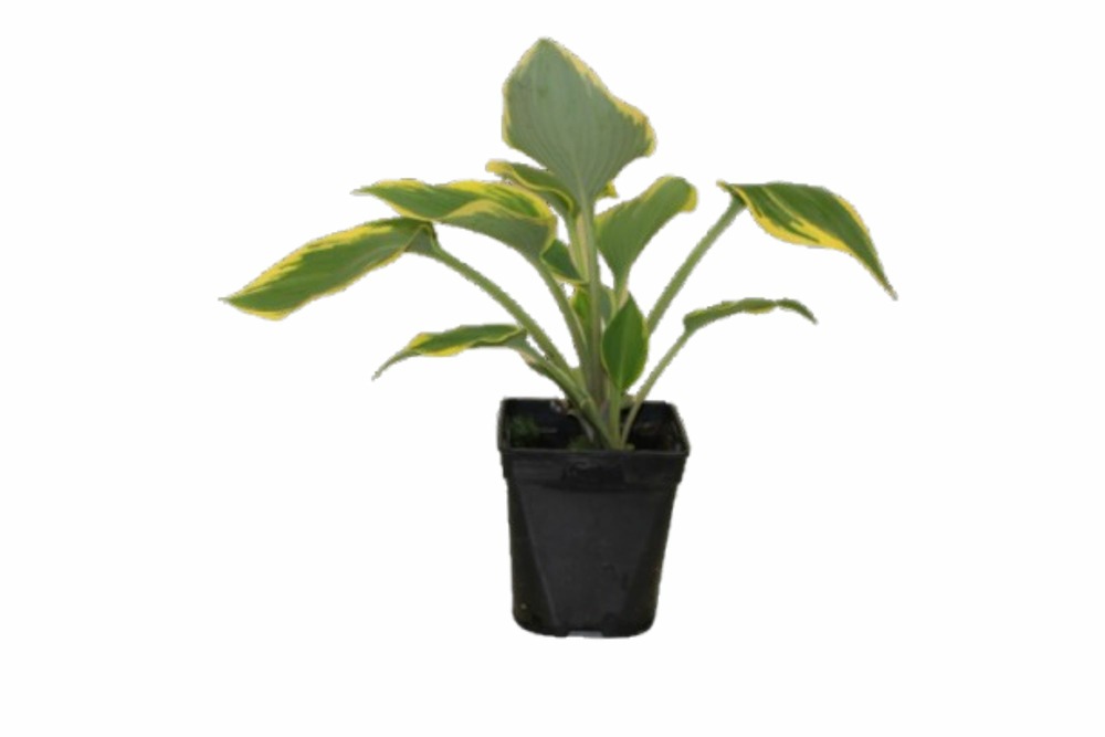 Hosta pot 1 l