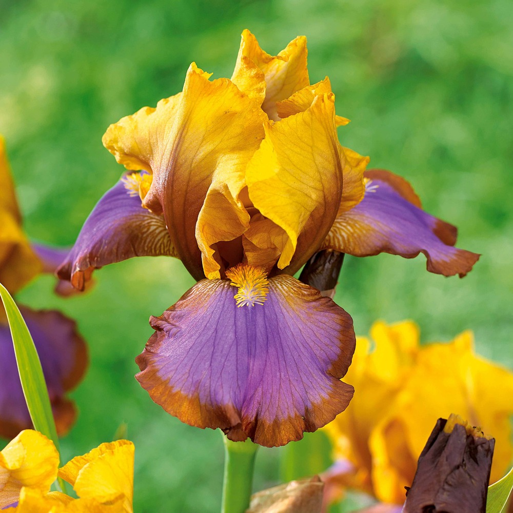 2 iris de jardin lasso marron, le paquet de 2 racines nues