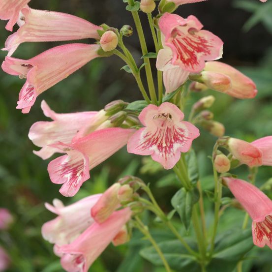 Galane 'hewell pink bedder' godet de 8/9 cm