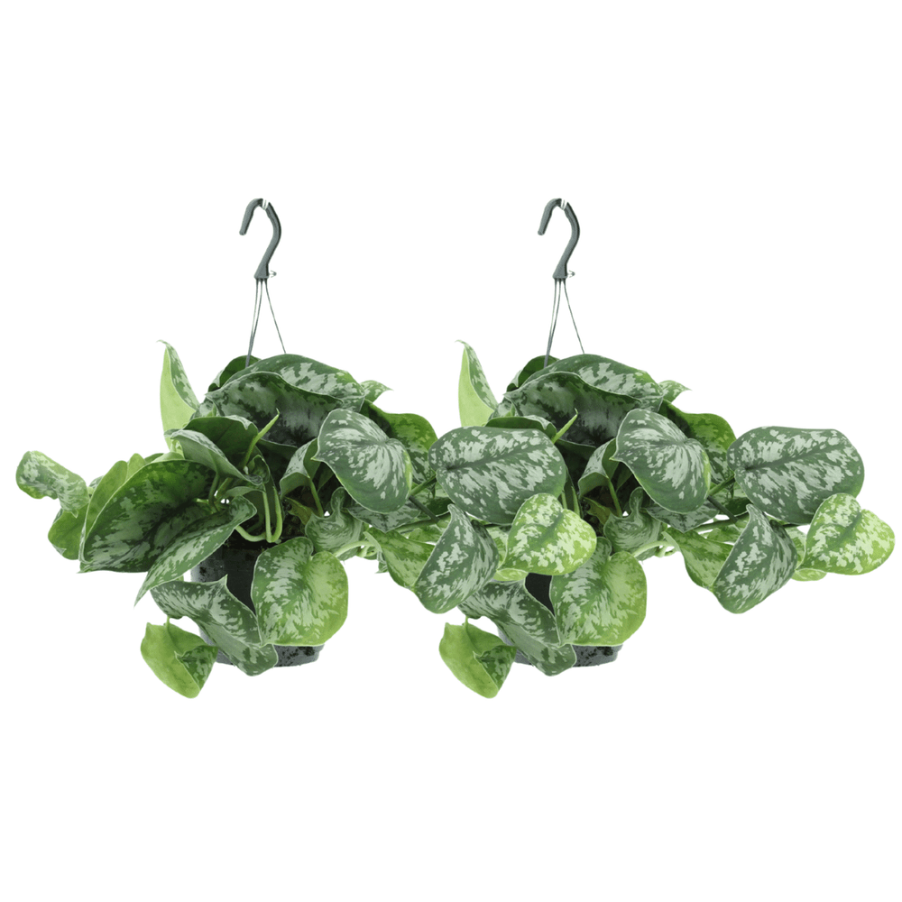 Scindapsus pictus trebie (epipremnum) - 2 pièces - ø15cm - ↕25cm - plantes d'intérieur