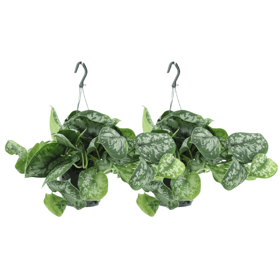 Scindapsus pictus trebie (epipremnum) - 2 pièces - ø15cm - ↕25cm - plantes d'intérieur