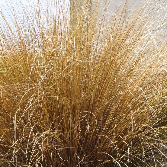 Laîche de buchanan red rooster, carex pot de 2l - 40/60 cm