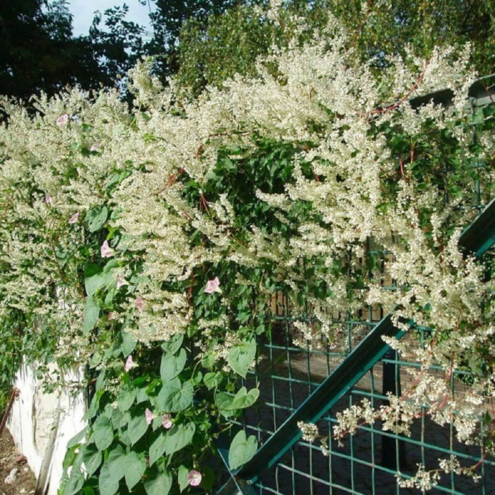Polygonum 'aubert'