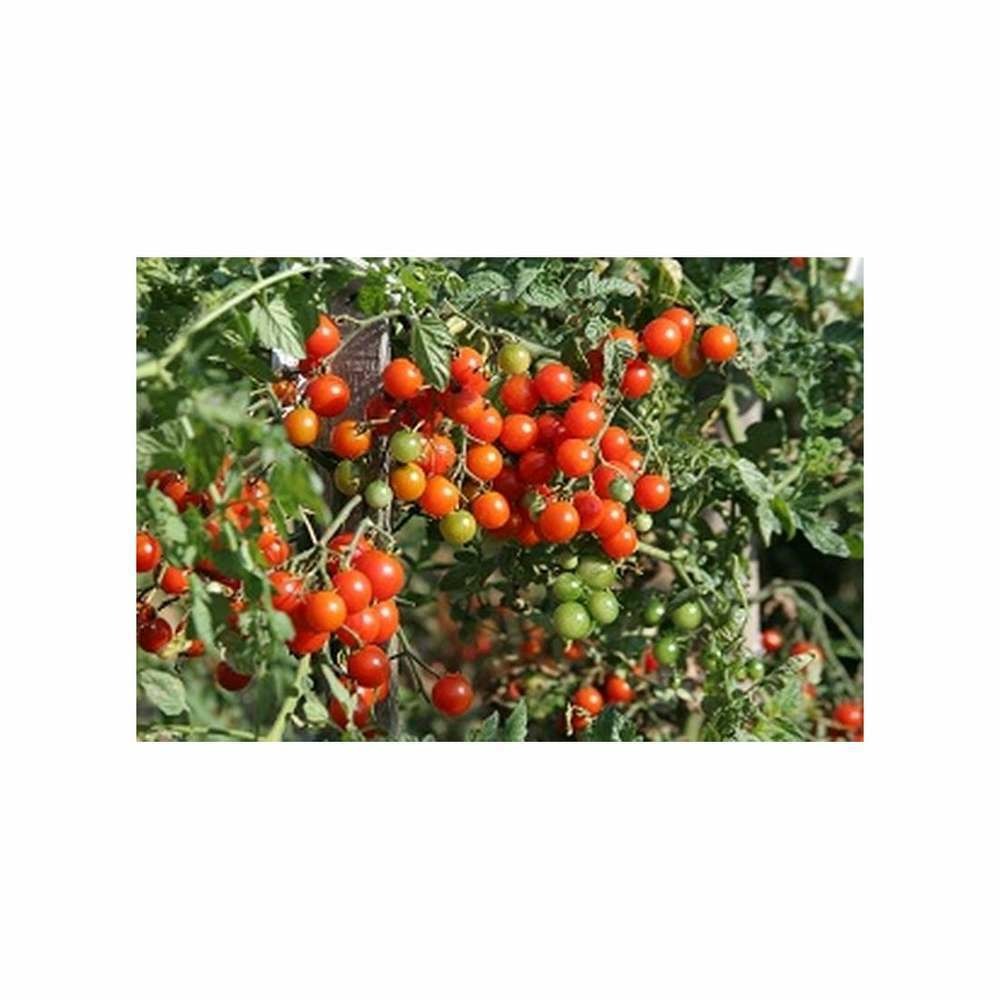 Graines de tomate sweet-baby