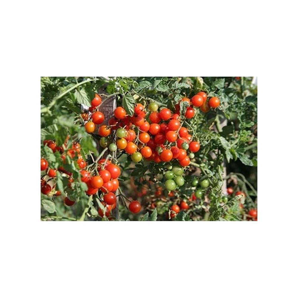 Graines Tomate Cerise Sweet Baby – Sachet 0,20 G – Les Graines Bocquet – Variété Reproductible, Non Traitée