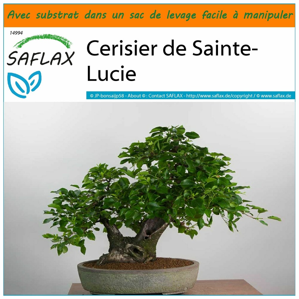 Garden in the bag - cerisier de sainte-lucie - 30 graines - prunus mahaleb
