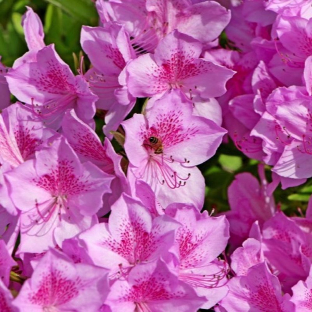 Rhododendron du japon 'purple splendor' (azalea japonica 'purple splendor')