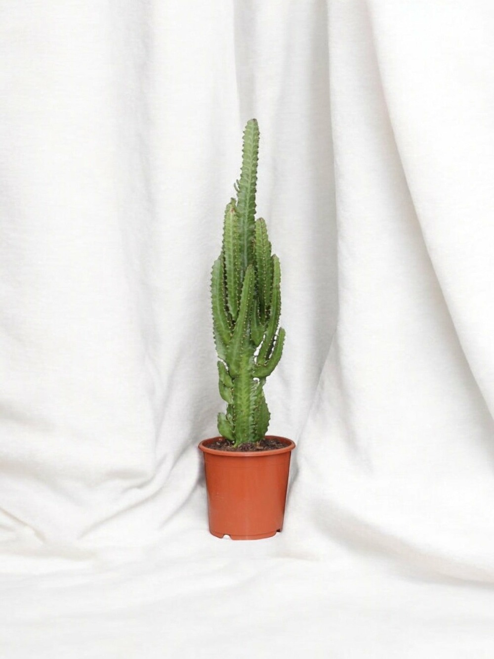 Euphorbe trigona 70cm - plante d'intérieur