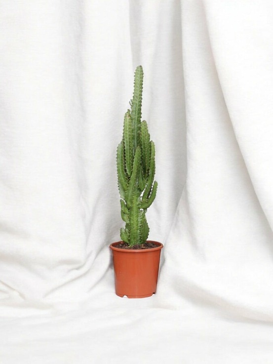 Euphorbe trigona 70cm - plante d'intérieur