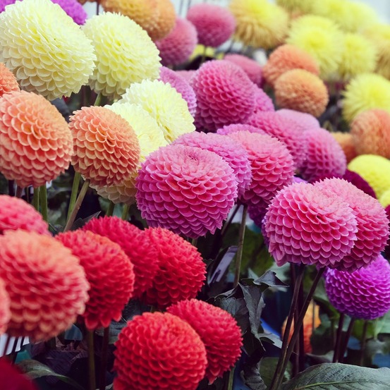 5 dahlias pompons colorés en mélange - le sachet de 5 bulbes / calibre i
