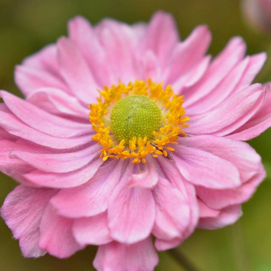 Anémone du japon pocahontas® godet - 5/20 cm