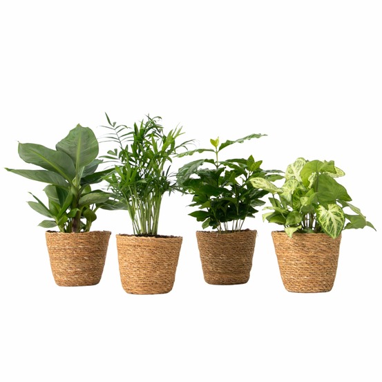 Mix de plantes d’intérieur dans panier décoratif - x4 - hauteur 25-40cm - ⌀12cm