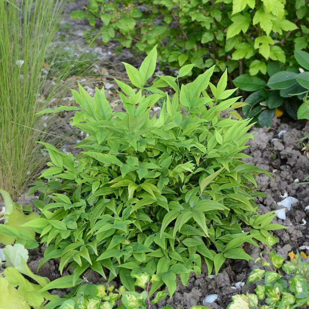 Bambou sacré magical® lemon-lime 'lemlim', nandina pot de 3l - 20/40 cm