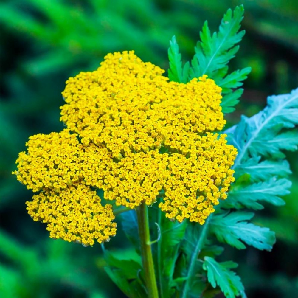 3 achillées eupatoire 'parker's variety' (achillea filipendulina)