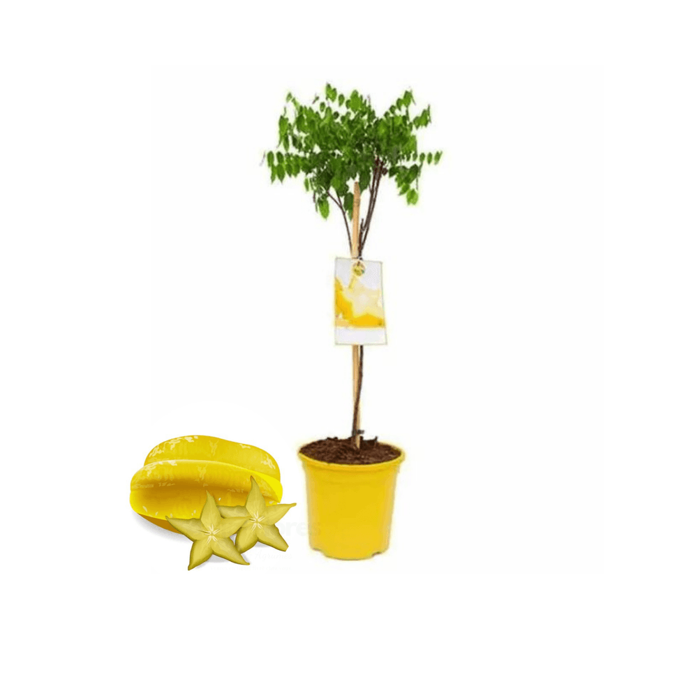 Averrhoa carambola (carambolier) - 70/100 cm
