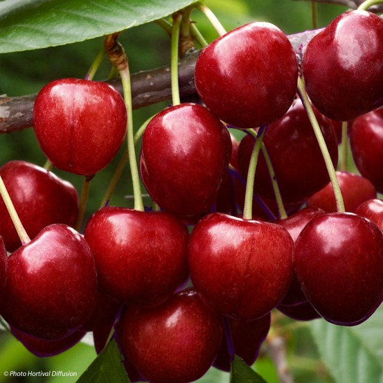 Cerisier 'early rivers' pot de 7,5l/10l, demi-tige