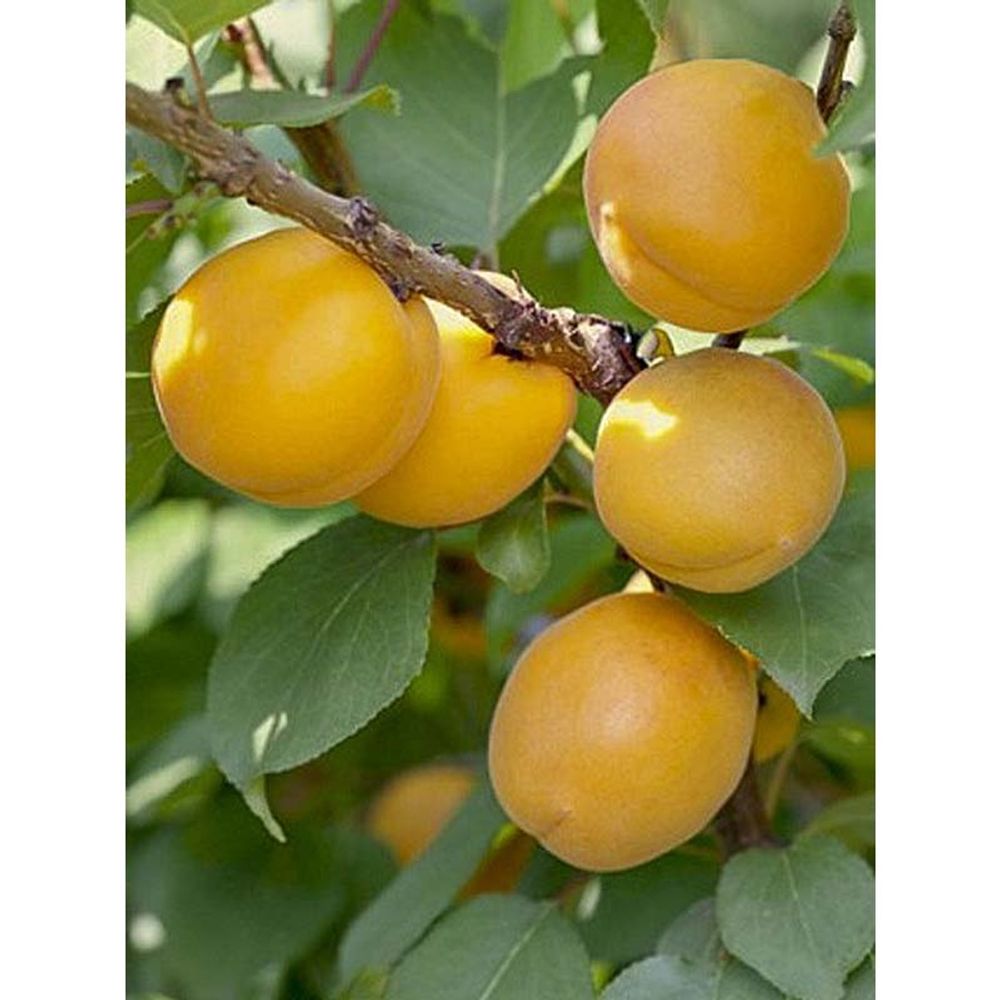 Abricotier 'bulida' pot de 7,5l/10l, demi-tige