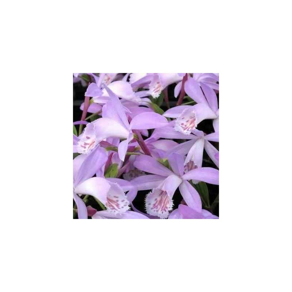 Pléione 'verdi' pot de 1 litre - 0/40 cm