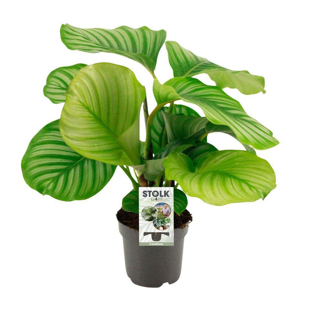 Calathea orbifolia - pot de 14cm - hauteur 45cm - plantes d'intérieur