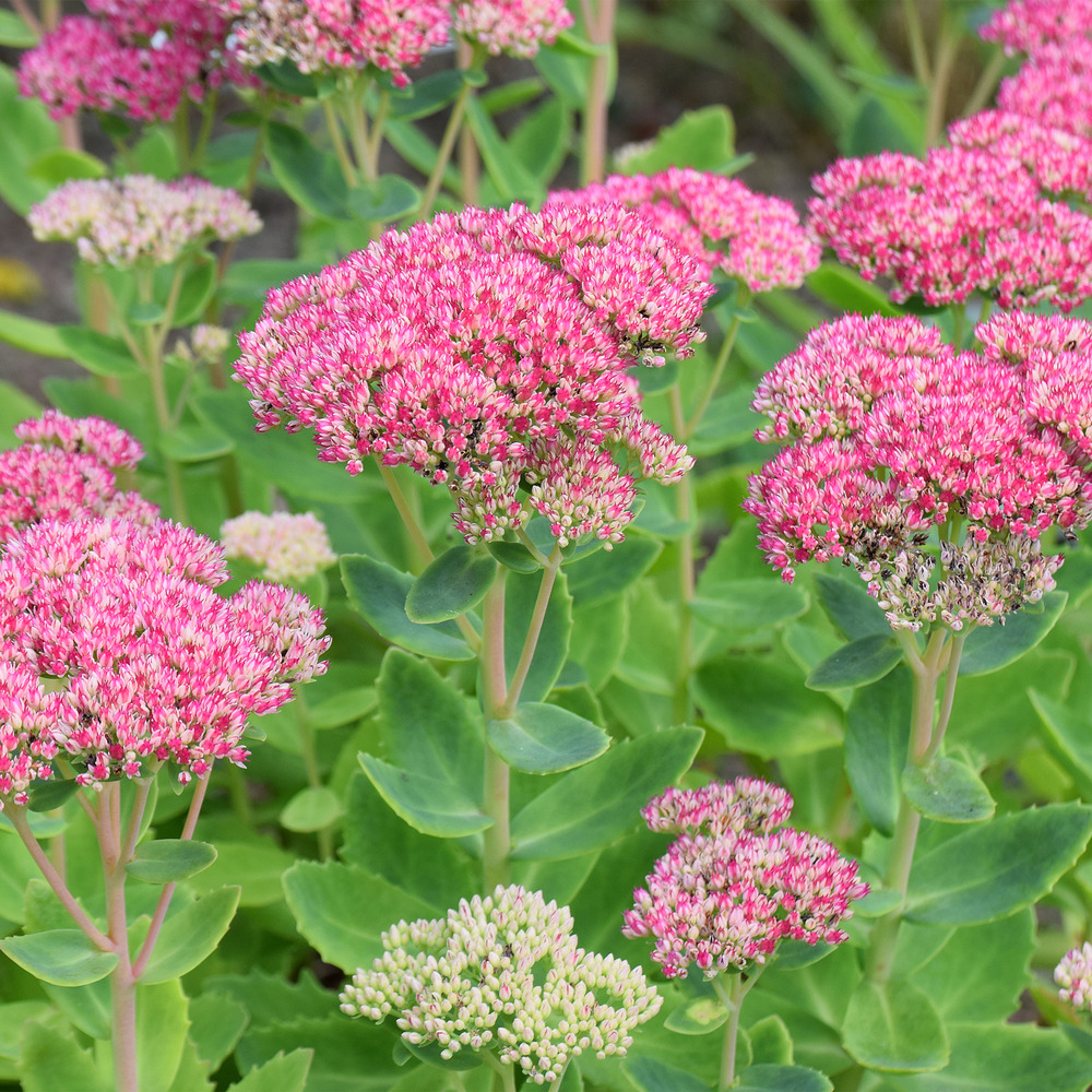 Lot de 3 - sedum herbstfreude - orpine - plantes de jardin - hauteur 10-20 cm - pot 9x9 cm