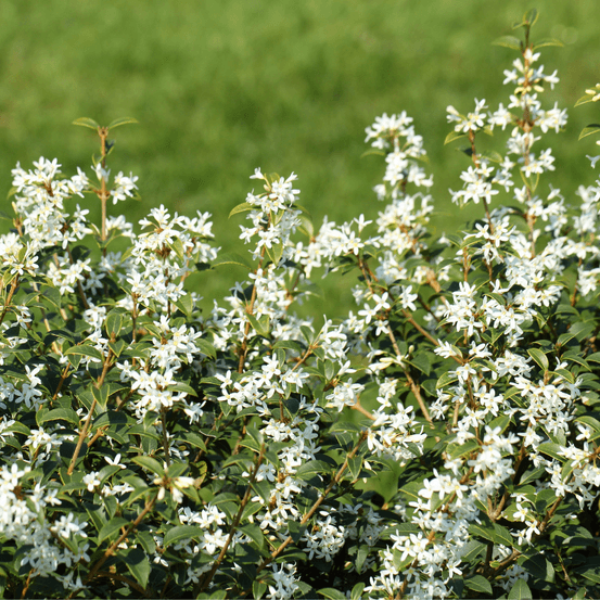 Osmanthe de burkwood - osmanthus burkwoodii 80cm en pot