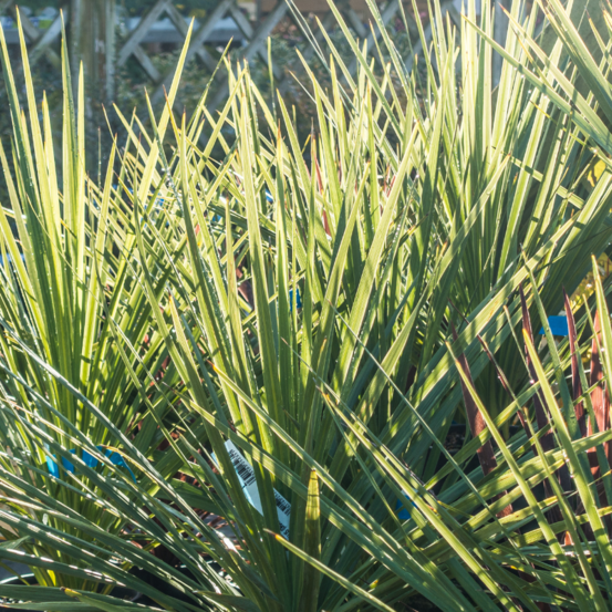 Cordyline indivise cordyline indivisa 100 cm pot 10l