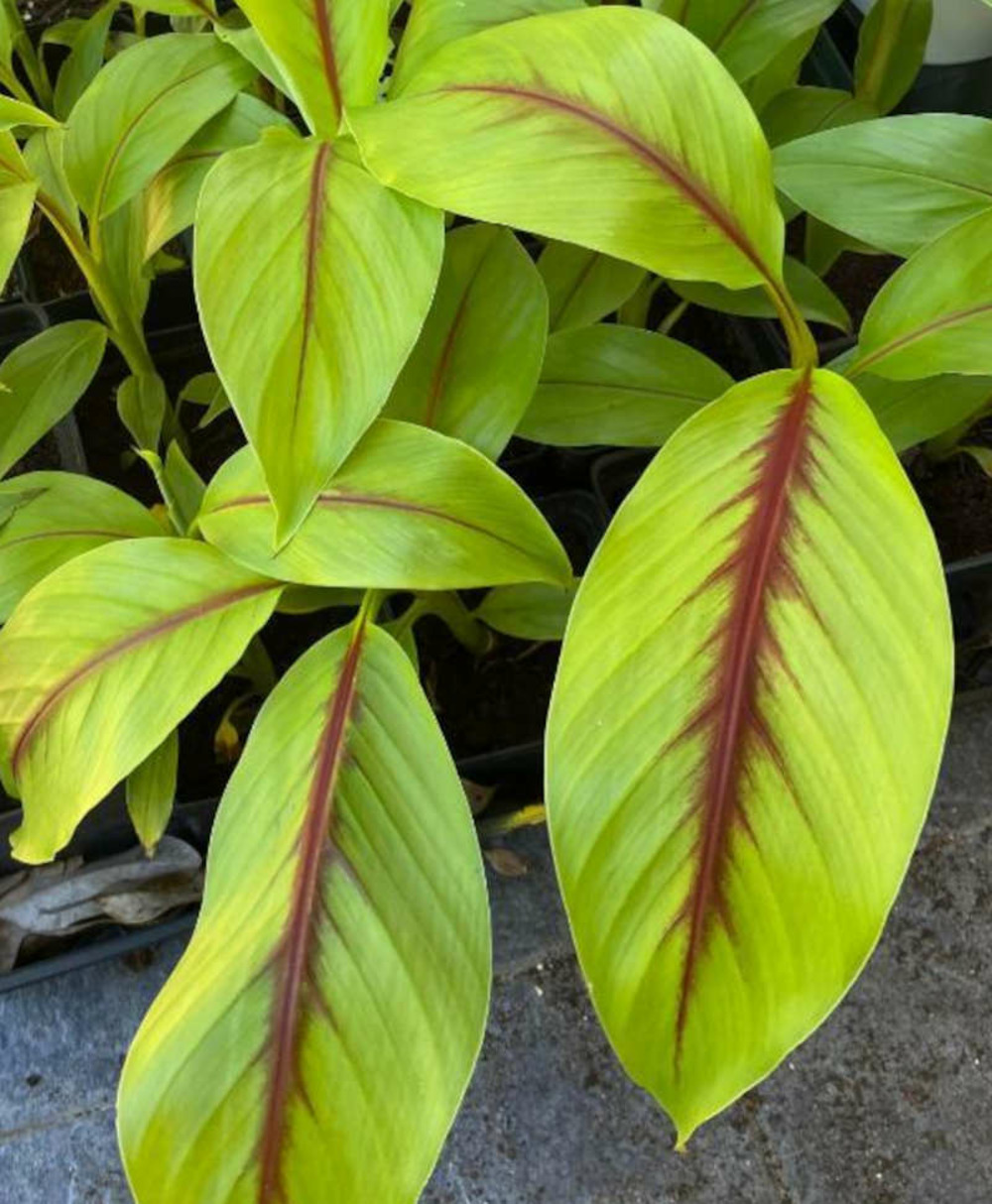 Musa itinerans forma indica (banane bande rouge) pot de 1 litre - 30/50 cm