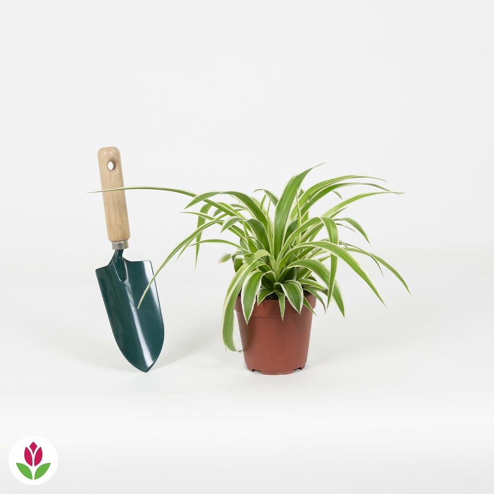 Phalangère ocean - le pot / ø 12cm