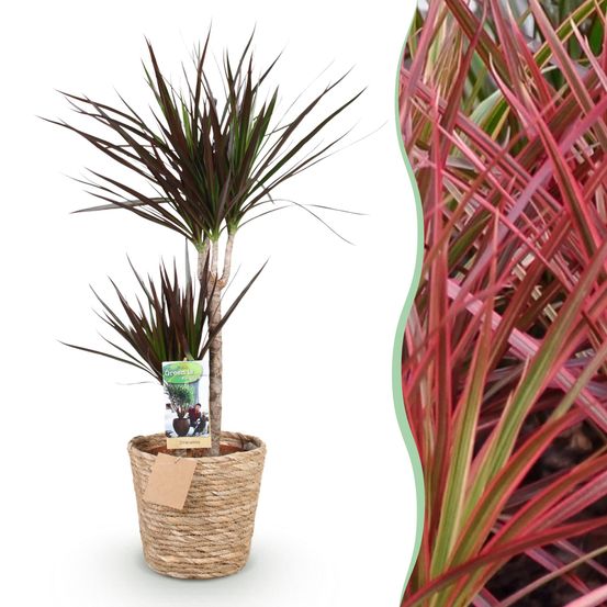 Dracaena magenta - plantes d'intérieur