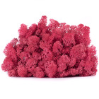 Lic/0569 lichen stabilisée cyclamen w-box 0,5 kg