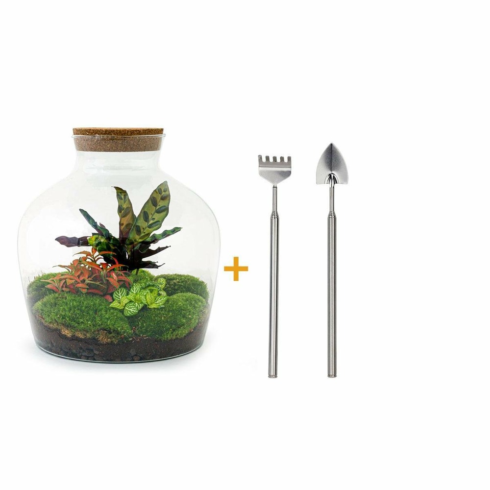 Kit terrarium diy - joy calathéa + 2 fittonia - rateau + pelle