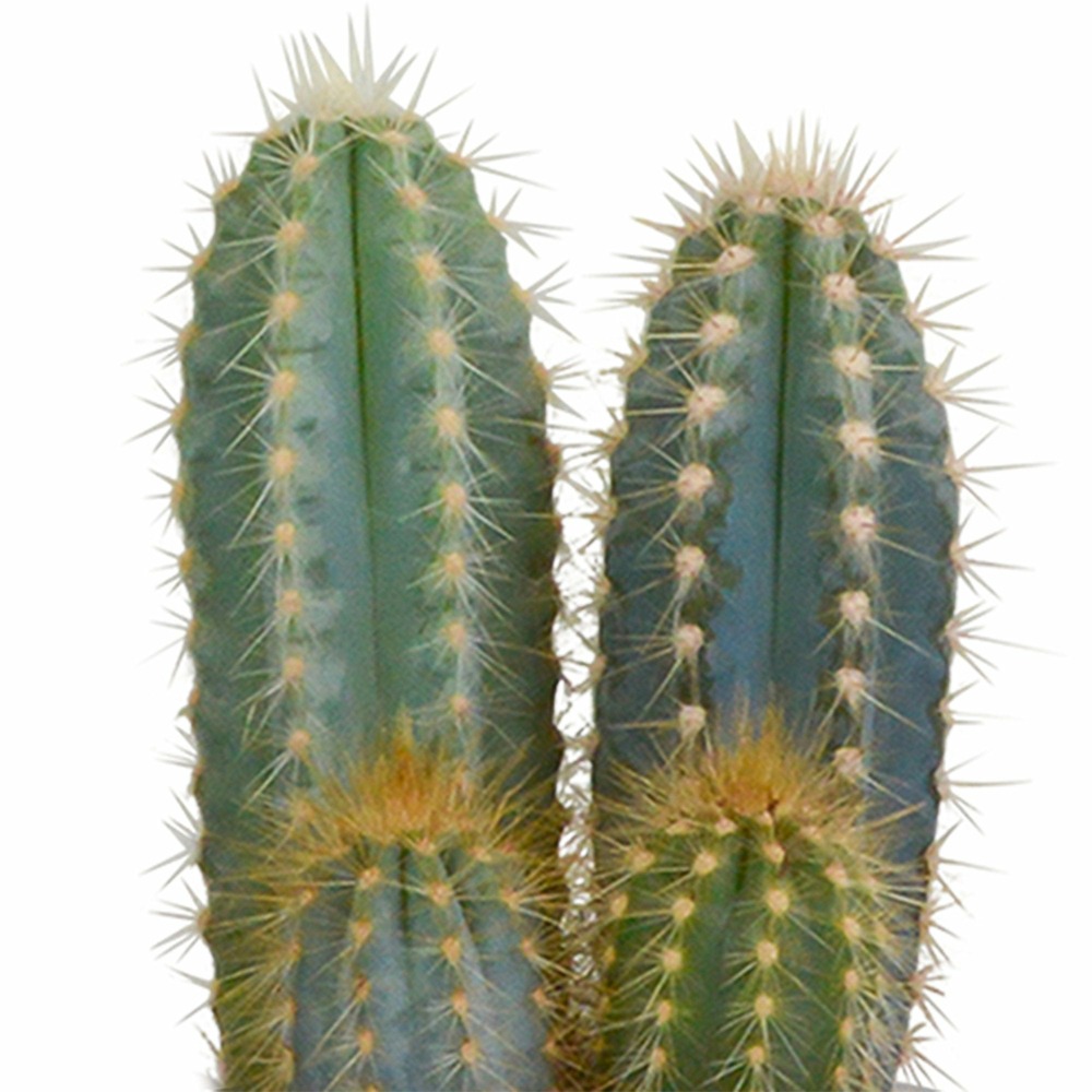 Coupeen Porcelaine "Valencia", Cactus Peint à La Main. D.15cm