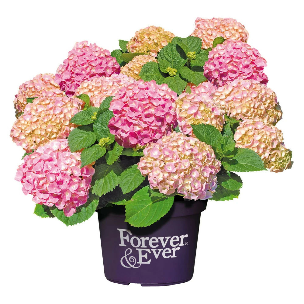 Hortensia forever&ever® rose, hydrangea macrophylla pot de 5l - touffe