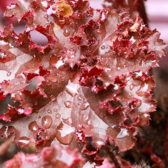 Heuchere forever red pot de 3l - 20/40 cm