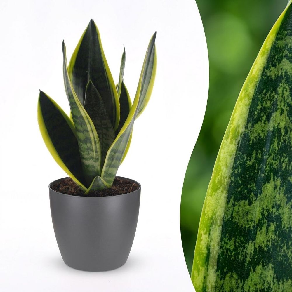 Sansevieria futura superba - langue de belle-mère - pot de 12cm