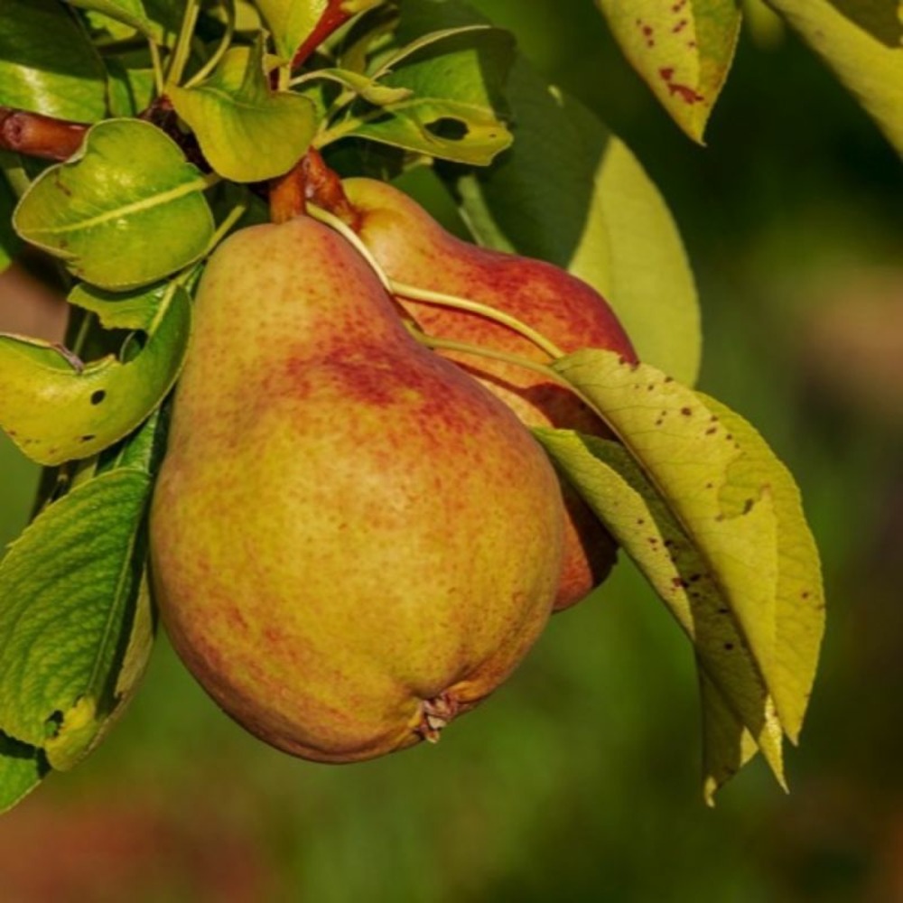 Poirier 'beurré giffard' (pyrus communis 'beurré giffard')
