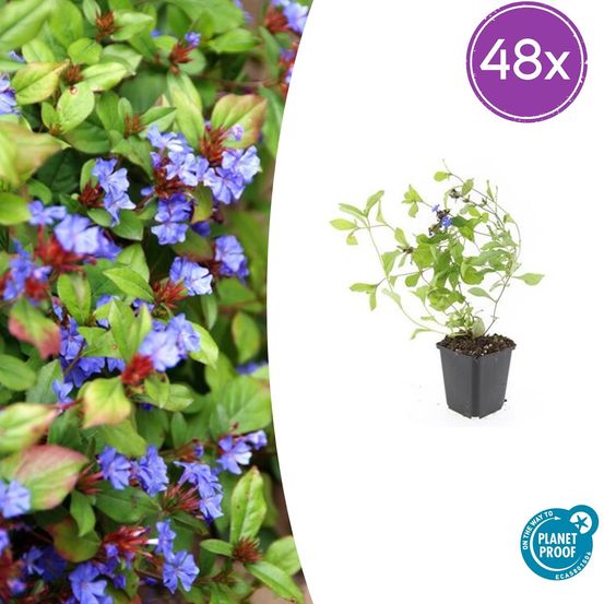 Lot de 48 - ceratostigma plumbaginoides - h10-25 cm