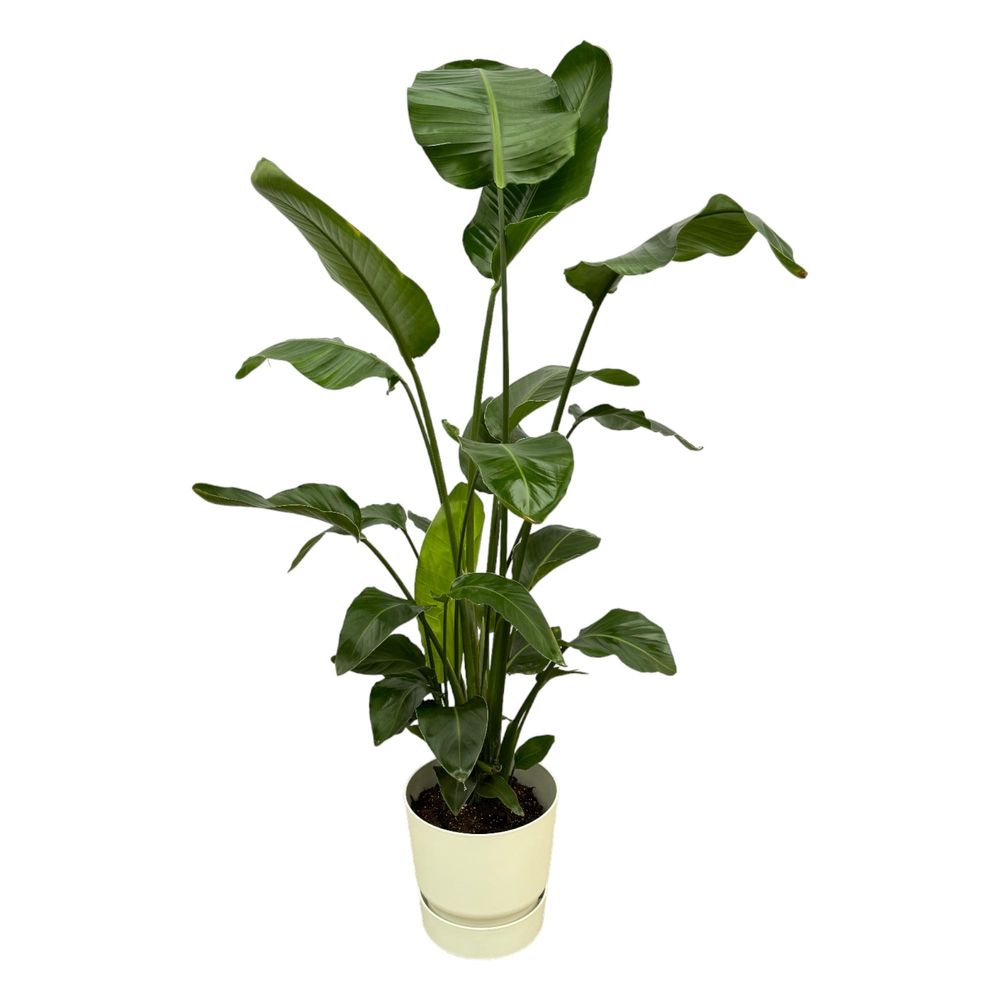 Strelitzia nicolai - plantes d'intérieur