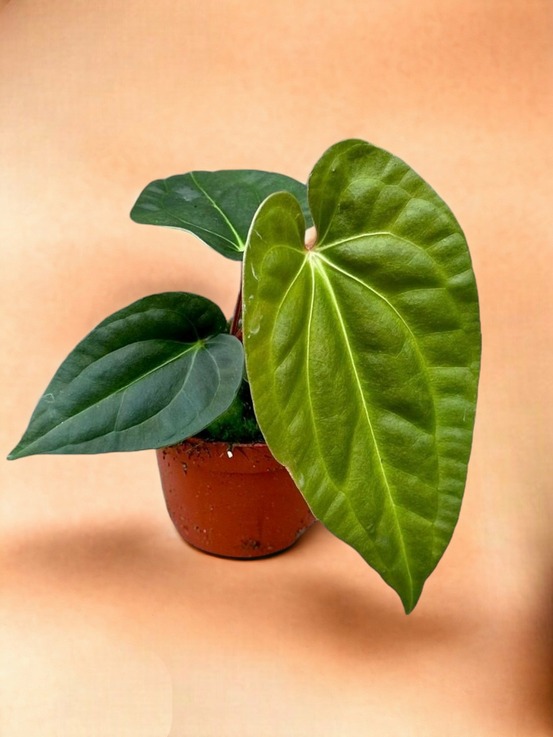 Anthurium regale x luxurians