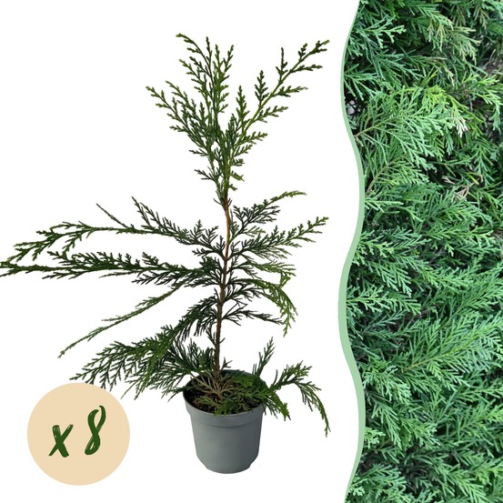 Cyprès de leylandii – lot de 8 – pot 9 cm – hauteur 35-40 cm
