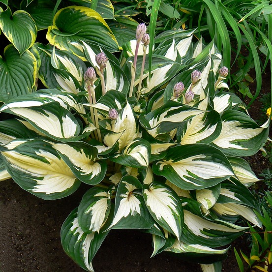 Hosta 'fire and ice' godet de 8/9 cm