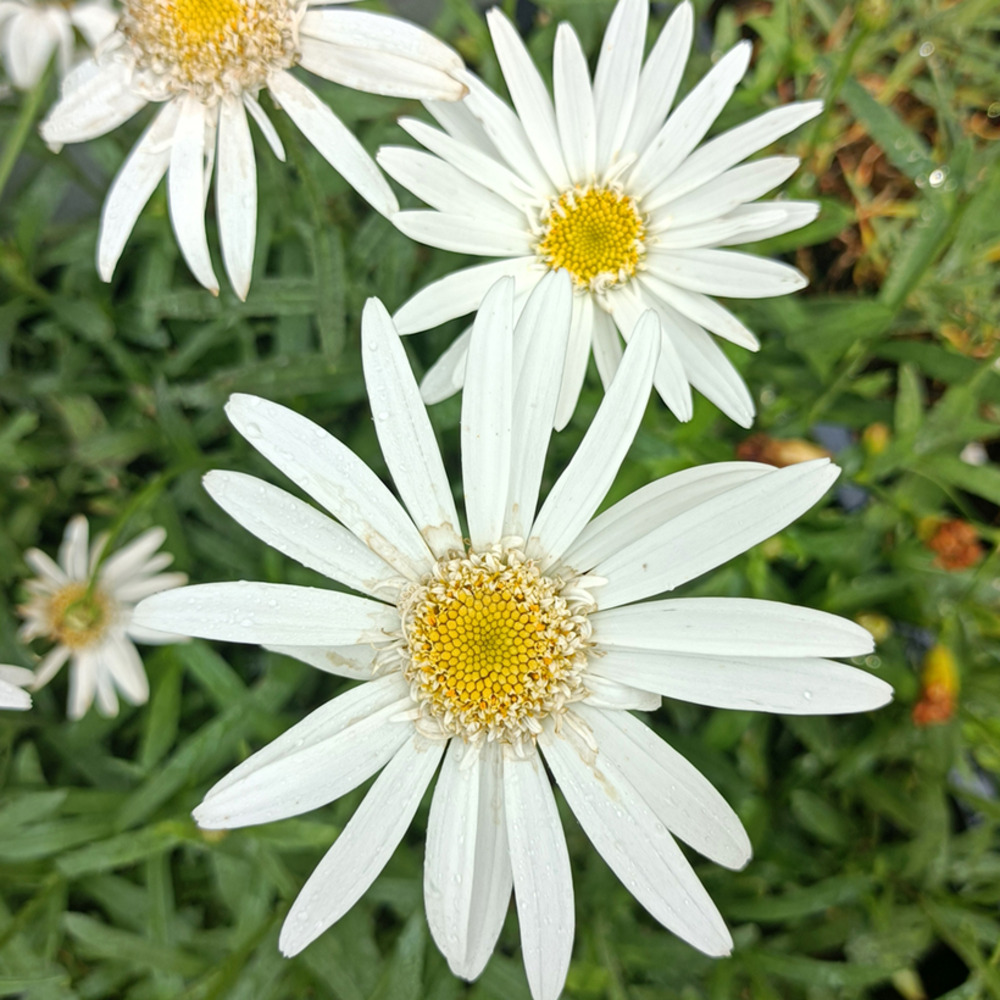 Leucanthemum superbum 'christine hageman' godet de 8/9 cm