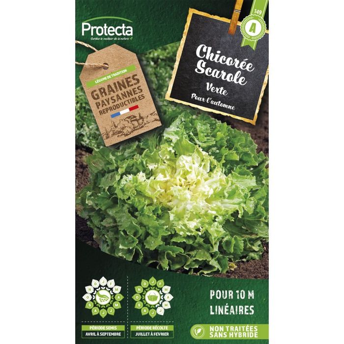 Graines Bio Laitue Chicorée Scarole à Cœur Plein - 250 Graines AB - Pour Jardin Potager - Salade Ou Gratin