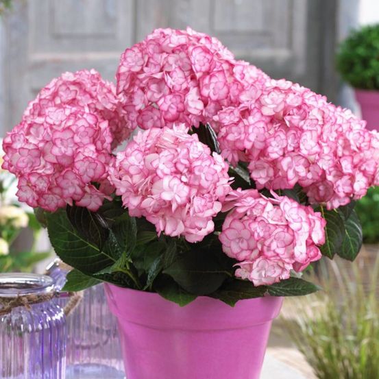 Hortensia you&me® miss saori 'h2002', hydrangea macrophylla pot de 4l - 40/60 cm