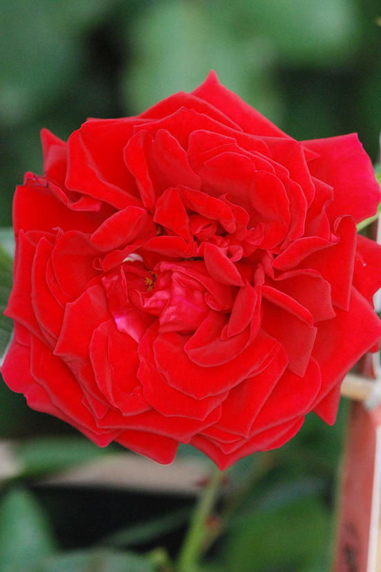 Rosier grimpant kordès 'florentina' ? - en pot de 5 litres