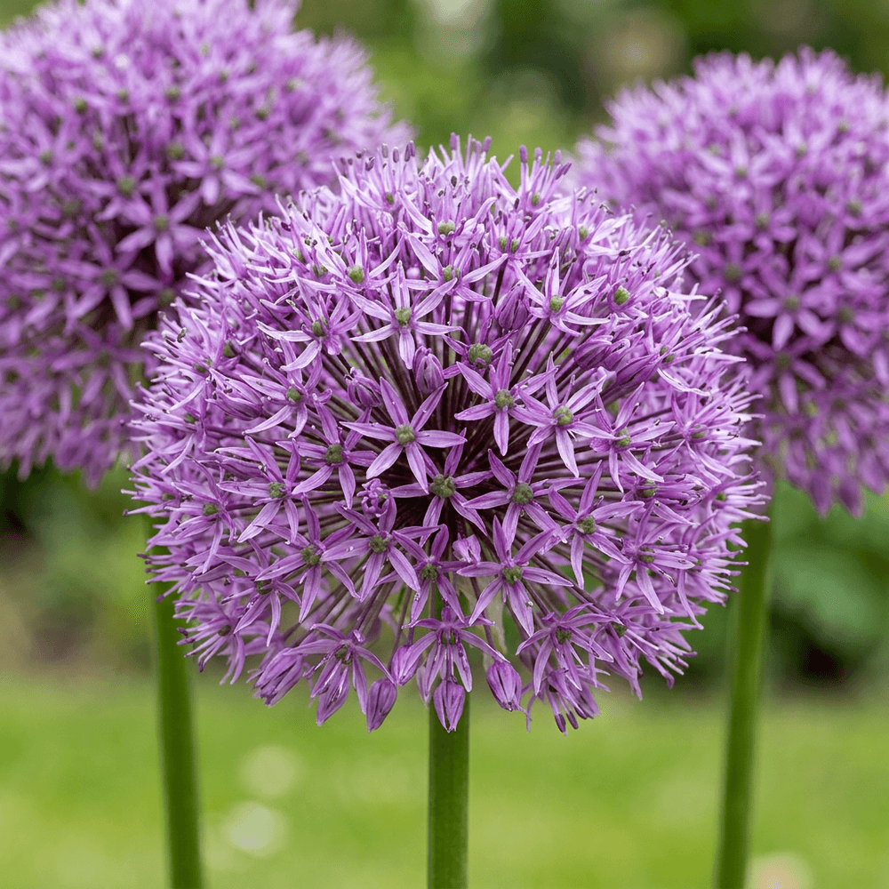 Ail d'ornement 'gladiator' (allium) - floraison estivale - calibre 16/18 - 10 bulbes