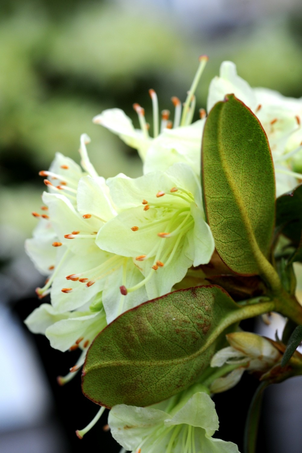 Rhododendron 'shamrock' - en pot de 4 litres